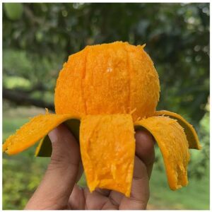 গোপালভোগ আম 12 KG